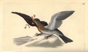 Fieldfare ، Turdus pilaris. لوح نحاسي ملون يدويًا رسمه ونقشه إدوارد دونوفان من كتابه "التاريخ الطبيعي للطيور البريطانية" ، لندن بواسطة إدوارد دونوفان