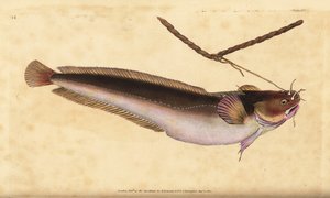 رخوة خمسة اللحية ، Ciliata mustela (سمكة القد ذات اللحى الخمسة ، جادوس موستيلا). لوح نحاسي ملون يدويًا رسمه ونقشه إدوارد دونوفان من كتابه "التاريخ الطبيعي للأسماك البريطانية" ، دونوفان وإف سي و ج.