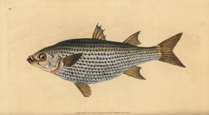 البوري فلاتهيد ، Mugil cephalus. لوح نحاسي ملون يدويًا رسمه ونقشه إدوارد دونوفان من كتابه "التاريخ الطبيعي للأسماك البريطانية" ، دونوفان وإف سي و ج. بواسطة إدوارد دونوفان