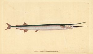 Garfish أو إبرة البحر ، Belone Belone (سمك رمح أو سمك جار ، Esox belone). لوح نحاسي ملون يدويًا رسمه ونقشه إدوارد دونوفان من كتابه "التاريخ الطبيعي للأسماك البريطانية" ، دونوفان وإف سي و ج.