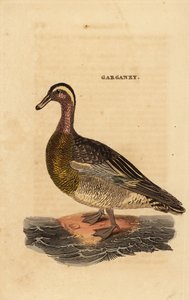 Garganey ، ملعقة صغيرة querquedula ، بطة صغيرة مبللة بواسطة إدوارد دونوفان