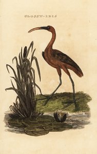 أبو منجل اللامع ، Plegadis falcinellus بواسطة إدوارد دونوفان