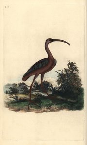 أبو منجل اللامع ، Plegadis falcinellus. لوح نحاسي ملون يدويًا رسمه ونقشه إدوارد دونوفان من كتابه "التاريخ الطبيعي للطيور البريطانية" ، لندن بواسطة إدوارد دونوفان