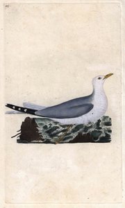 رماد جويلاند. لاروس كانوس. نقش على النحاس بواسطة إدوارد دونوفان (1768-1837) ، نُشر في التاريخ الطبيعي للطيور البريطانية ، لندن بواسطة إدوارد دونوفان