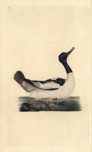 Goosander ، Mergus merganser. لوح نحاسي ملون يدويًا رسمه ونقشه إدوارد دونوفان من كتابه "التاريخ الطبيعي للطيور البريطانية" ، لندن بواسطة إدوارد دونوفان