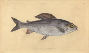 Grayling ، Thymallus thymallus (Salmo thymallus). لوح نحاسي ملون يدويًا رسمه ونقشه إدوارد دونوفان من كتابه "التاريخ الطبيعي للأسماك البريطانية" ، دونوفان وإف سي و ج. بواسطة إدوارد دونوفان