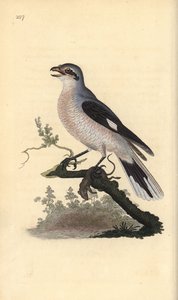 صرخة رمادية كبيرة (أنثى) ، لانيوس إكسكوبيتور. لوح نحاسي ملون يدويًا رسمه ونقشه إدوارد دونوفان من كتابه "التاريخ الطبيعي للطيور البريطانية" ، لندن بواسطة إدوارد دونوفان