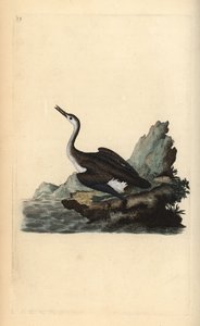 غواص أو غواص شمالي عظيم ، غافيا إمر. لوح نحاسي ملون يدويًا رسمه ونقشه إدوارد دونوفان من كتابه "التاريخ الطبيعي للطيور البريطانية" ، لندن بواسطة إدوارد دونوفان