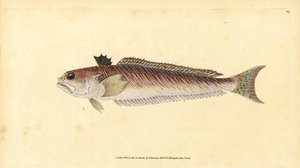 أكبر سمك ، Trachinus draco (الحائك الأكبر أو الثور اللاسع ، Trachinus major). لوح نحاسي ملون يدويًا رسمه ونقشه إدوارد دونوفان من كتابه "التاريخ الطبيعي للأسماك البريطانية" ، دونوفان وإف سي و ج. بواسطة إدوارد دونوفان