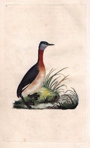 جريبي البهجة. Podiceps grisegena (Podiceps ruficollis). نقش على النحاس بواسطة إدوارد دونوفان (1768-1837) ، نُشر في التاريخ الطبيعي للطيور البريطانية ، لندن بواسطة إدوارد دونوفان