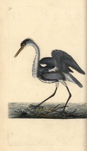 مالك الحزين الرمادي ، Ardea cinerea. لوح نحاسي ملون يدويًا رسمه ونقشه إدوارد دونوفان من كتابه "التاريخ الطبيعي للطيور البريطانية" ، لندن بواسطة إدوارد دونوفان