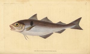 الحدوق ، Melanogrammus aeglefinus (Gadus aeglefinus). غير حصين. لوح نحاسي ملون يدويًا رسمه ونقشه إدوارد دونوفان من كتابه "التاريخ الطبيعي للأسماك البريطانية" ، دونوفان وإف سي وجيه. ريفينغتون ، لندن بواسطة إدوارد دونوفان