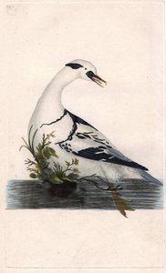 بيادق هارلي. مرقس ألبيلس. نقش على النحاس بواسطة إدوارد دونوفان (1768-1837) ، نُشر في التاريخ الطبيعي للطيور البريطانية ، لندن بواسطة إدوارد دونوفان