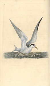 الخرشنة الصغيرة أو الصغيرة ، Sternula albifrons. لوح نحاسي ملون يدويًا رسمه ونقشه إدوارد دونوفان من كتابه "التاريخ الطبيعي للطيور البريطانية" ، لندن