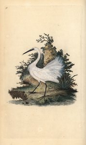 البلشون الأبيض الصغير ، Egreta garzetta. لوح نحاسي ملون يدويًا رسمه ونقشه إدوارد دونوفان من كتابه "التاريخ الطبيعي للطيور البريطانية" ، لندن بواسطة إدوارد دونوفان