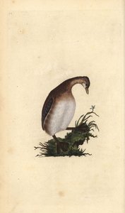 القليل من الغريب ، Tachybaptus ruficollis. لوح نحاسي ملون يدويًا رسمه ونقشه إدوارد دونوفان من كتابه "التاريخ الطبيعي للطيور البريطانية" ، لندن