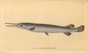Longnose gar ، Lepisosteus osseus (أسماك Osseus gar ، Esox osseus). لوح نحاسي ملون يدويًا رسمه ونقشه إدوارد دونوفان من كتابه "التاريخ الطبيعي للأسماك البريطانية" ، دونوفان وإف سي وجيه. ريفينغتون ، لندن بواسطة إدوارد دونوفان