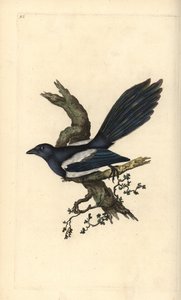 العقعق ، بيكا بيكا. لوح نحاسي ملون يدويًا رسمه ونقشه إدوارد دونوفان من كتابه "التاريخ الطبيعي للطيور البريطانية" ، لندن بواسطة إدوارد دونوفان