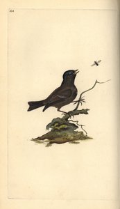 مارش تيت ، Poecile Palustris. لوح نحاسي ملون يدويًا رسمه ونقشه إدوارد دونوفان من كتابه "التاريخ الطبيعي للطيور البريطانية" ، لندن