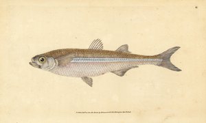 تفوح رمل البحر الأبيض المتوسط أو الأثيرين الأوروبي ، Atherina hepsetus. لوح نحاسي ملون يدويًا رسمه ونقشه إدوارد دونوفان من كتابه "التاريخ الطبيعي للأسماك البريطانية" ، دونوفان وإف سي و ج. بواسطة إدوارد دونوفان