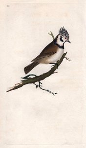 ميسينج متوج. Lopophanes cristatus cristatus (باروس كريستاتوس). نقش على النحاس بواسطة إدوارد دونوفان (1768-1837) ، نُشر في التاريخ الطبيعي للطيور البريطانية ، لندن بواسطة إدوارد دونوفان