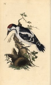 نقار الخشب الأوسط المرقط ، Dendrocopos medius. لوح نحاسي ملون يدويًا رسمه ونقشه إدوارد دونوفان من كتابه "التاريخ الطبيعي للطيور البريطانية" ، لندن بواسطة إدوارد دونوفان