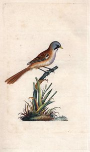 خبز الشارب (passeriforme). Panurus biarmicus (Parus biarmicus). نقش على النحاس بواسطة إدوارد دونوفان (1768-1837) ، نُشر في التاريخ الطبيعي للطيور البريطانية ، لندن بواسطة إدوارد دونوفان