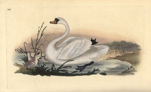 بجعة صامتة ، Cygnus olor ، مع فراخ. لوح نحاسي ملون يدويًا رسمه ونقشه إدوارد دونوفان من كتابه "التاريخ الطبيعي للطيور البريطانية" ، لندن بواسطة إدوارد دونوفان