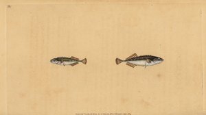 Ninespine stickleback ، Pungitius pungitius (أصغر أو عشرة شوكة الشوكة ، Gasterosteus pungitius). لوح نحاسي ملون يدويًا رسمه ونقشه إدوارد دونوفان من كتابه "التاريخ الطبيعي للأسماك البريطانية" ، دونوفان وإف سي و ج. بواسطة إدوارد دونوفان