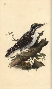 نقار الخشب الشمالي ثلاثي الأصابع. Picoides tridactylus. لوح نحاسي ملون يدويًا رسمه ونقشه إدوارد دونوفان من كتابه "التاريخ الطبيعي للطيور البريطانية" ، لندن بواسطة إدوارد دونوفان