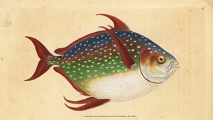 أوبا أو ملك السمك ، Lampris guttatus (زيوس لونا). لوح نحاسي ملون يدويًا رسمه ونقشه إدوارد دونوفان من كتابه التاريخ الطبيعي للأسماك البريطانية دونوفان وف. و ج. ريفينغتون ، لندن بواسطة إدوارد دونوفان