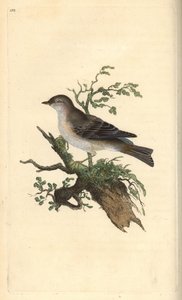 الدخلة Orphean ، Sylvia hydrtensis ، أو أكبر pettyc ربما. لوح نحاسي ملون يدويًا رسمه ونقشه إدوارد دونوفان من كتابه "التاريخ الطبيعي للطيور البريطانية" ، لندن بواسطة إدوارد دونوفان