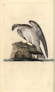 Osprey ، Pandion haliaetus ، يقف على سمكة تم صيدها. لوح نحاسي ملون يدويًا رسمه ونقشه إدوارد دونوفان من كتابه "التاريخ الطبيعي للطيور البريطانية" ، لندن بواسطة إدوارد دونوفان
