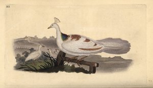قدم الطاووس ، Pavo cristatus ، أنثى مع صغارها. لوح نحاسي ملون يدويًا رسمه ونقشه إدوارد دونوفان من كتابه "التاريخ الطبيعي للطيور البريطانية" ، لندن بواسطة إدوارد دونوفان