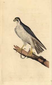صقر الشاهين ، Falco peregrinus ، مقيد بالسلاسل إلى فرع. لوح نحاسي ملون يدويًا رسمه ونقشه إدوارد دونوفان من كتابه "التاريخ الطبيعي للطيور البريطانية" ، لندن بواسطة إدوارد دونوفان