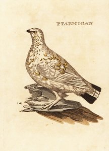 طيهوج Ptarmigan أو لعبة بيضاء ، Lagopus lagopus بواسطة إدوارد دونوفان