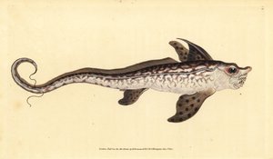 أرنب أو وحش البحر ، Chimaera monstrosa. بالقرب هددت. لوح نحاسي ملون يدويًا رسمه ونقشه إدوارد دونوفان من كتابه التاريخ الطبيعي للأسماك البريطانية دونوفان وف. و ج. ريفينغتون ، لندن بواسطة إدوارد دونوفان