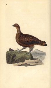 طيهوج أحمر (أنثى) ، Lagopus scotica. لوح نحاسي ملون يدويًا رسمه ونقشه إدوارد دونوفان من كتابه "التاريخ الطبيعي للطيور البريطانية" ، لندن بواسطة إدوارد دونوفان