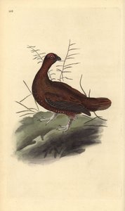 طيهوج أحمر ، Lagopus lagopus scotica. لوح نحاسي ملون يدويًا رسمه ونقشه إدوارد دونوفان من كتابه "التاريخ الطبيعي للطيور البريطانية" ، لندن بواسطة إدوارد دونوفان