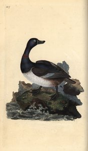 بطة ذات عنق دائري ، طوق أيثيا. لوح نحاسي ملون يدويًا رسمه ونقشه إدوارد دونوفان من كتابه "التاريخ الطبيعي للطيور البريطانية" ، لندن بواسطة إدوارد دونوفان