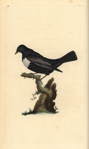 حلقة ouzel ، Turdus torquatus. لوح نحاسي ملون يدويًا رسمه ونقشه إدوارد دونوفان من كتابه "التاريخ الطبيعي للطيور البريطانية" ، لندن بواسطة إدوارد دونوفان