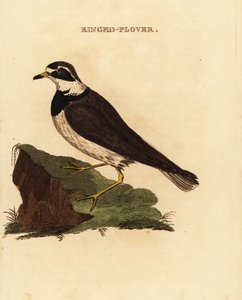الزقزاق الحلقية ، Charadrius hiaticula بواسطة إدوارد دونوفان
