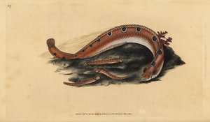 Rock gunnel ، Pholis gunnellus (سمكة مرقطة أو زبدة ، Blennius Gunnellus). لوح نحاسي ملون يدويًا رسمه ونقشه إدوارد دونوفان من كتابه "التاريخ الطبيعي للأسماك البريطانية" ، دونوفان وإف سي و ج. بواسطة إدوارد دونوفان