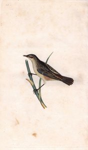 رود فراجميت. Acrocephalus schoenobaenus (Motacilla salicaria). نقش على النحاس بواسطة إدوارد دونوفان (1768-1837) ، نُشر في التاريخ الطبيعي للطيور البريطانية ، لندن بواسطة إدوارد دونوفان