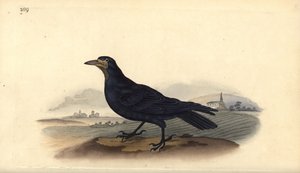 الرخ ، كورفوس frugilegus. لوح نحاسي ملون يدويًا رسمه ونقشه إدوارد دونوفان من كتابه "التاريخ الطبيعي للطيور البريطانية" ، لندن بواسطة إدوارد دونوفان