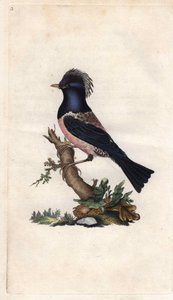 زرزور فينش. Sturnus roseus (Turdus roseus). نقش على النحاس بواسطة إدوارد دونوفان (1768-1837) ، نُشر في التاريخ الطبيعي للطيور البريطانية ، لندن بواسطة إدوارد دونوفان