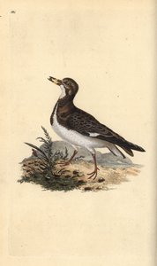 Ruddy Turnstone ، Arenaria يفسر. لوح نحاسي ملون يدويًا رسمه ونقشه إدوارد دونوفان من كتابه "التاريخ الطبيعي للطيور البريطانية" ، لندن بواسطة إدوارد دونوفان