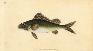 روف ، Gymnocephalus cernua (بيركا سيرنوا). لوح نحاسي ملون يدويًا رسمه ونقشه إدوارد دونوفان من كتابه "التاريخ الطبيعي للأسماك البريطانية" ، دونوفان وإف سي وجيه. ريفينغتون ، لندن بواسطة إدوارد دونوفان