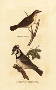 Sedge warbler ، Acrocephalus schoenobaenus ، والحلمة الأوروبية المتوجة ، Lophophanes cristatus بواسطة إدوارد دونوفان