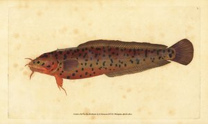 صخرة الشاطئ ، Gaidropsarus mediterraneus (سمك القد ذو اللحى الثلاثة أو الصخور ، Gadus tricirratus). لوح نحاسي ملون يدويًا رسمه ونقشه إدوارد دونوفان من كتابه "التاريخ الطبيعي للأسماك البريطانية" ، دونوفان وإف سي و ج. بواسطة إدوارد دونوفان